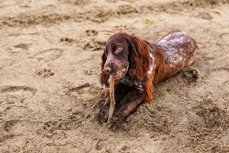 Shop springer spaniel tail Online Sale