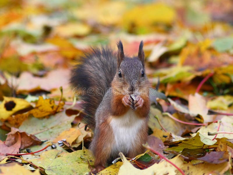 Brown squirrel in the forest royalty free stock image Brown squirrel in the forest royalty free stock image