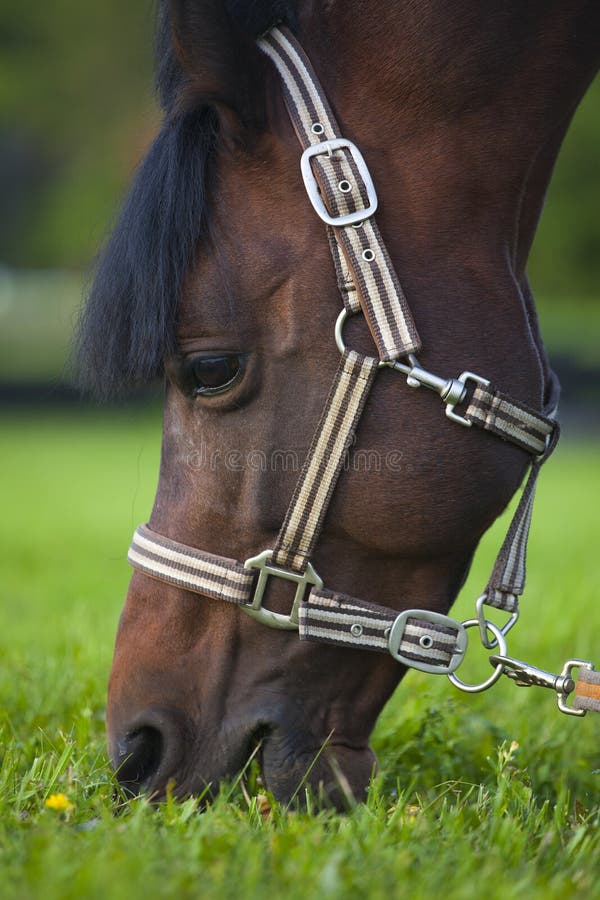 Brown stallion grazing in summer pasture