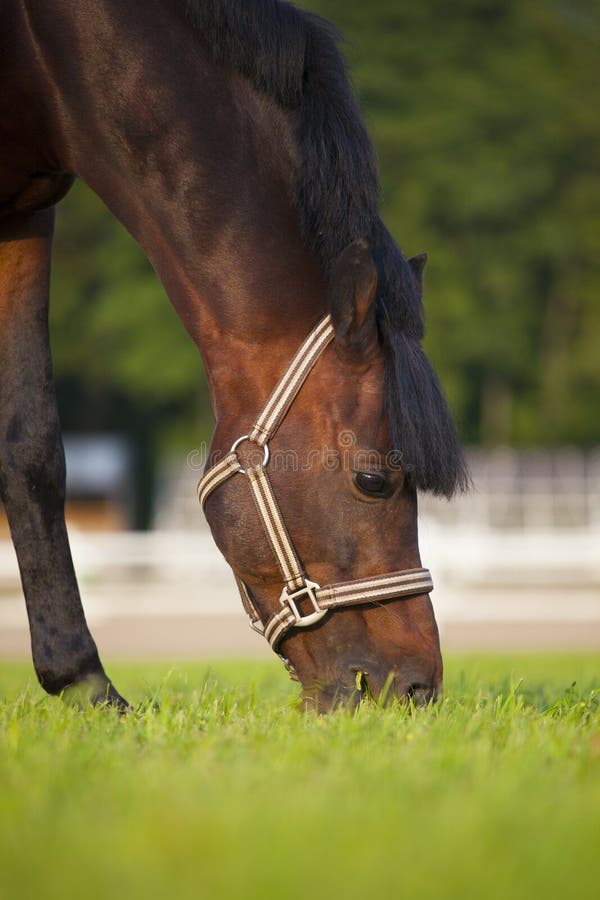 Brown stallion grazing in summer pasture