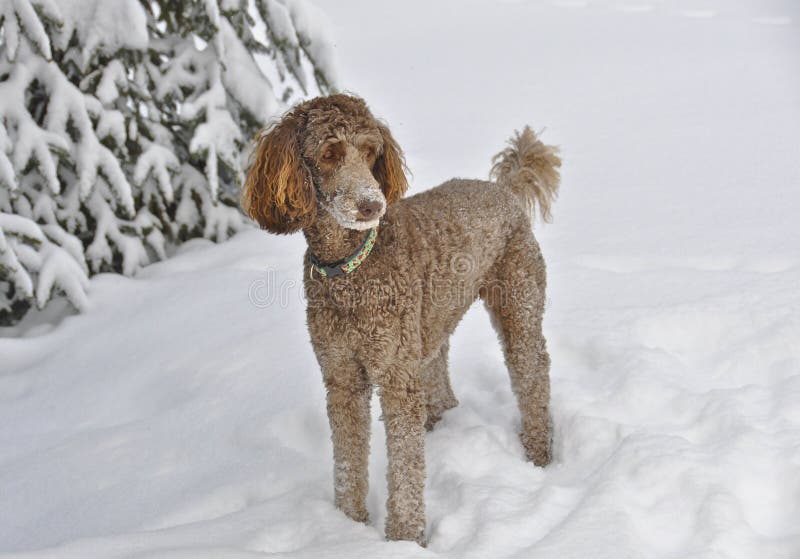 Are Poodles Cold Weather Dogs