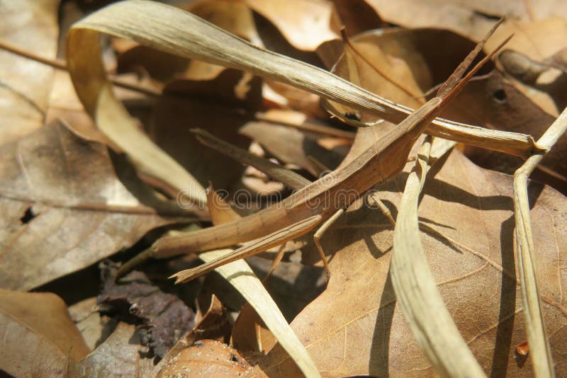 Brown Stick Insect in the Florida Wild, Closeup Stock Photo Image of