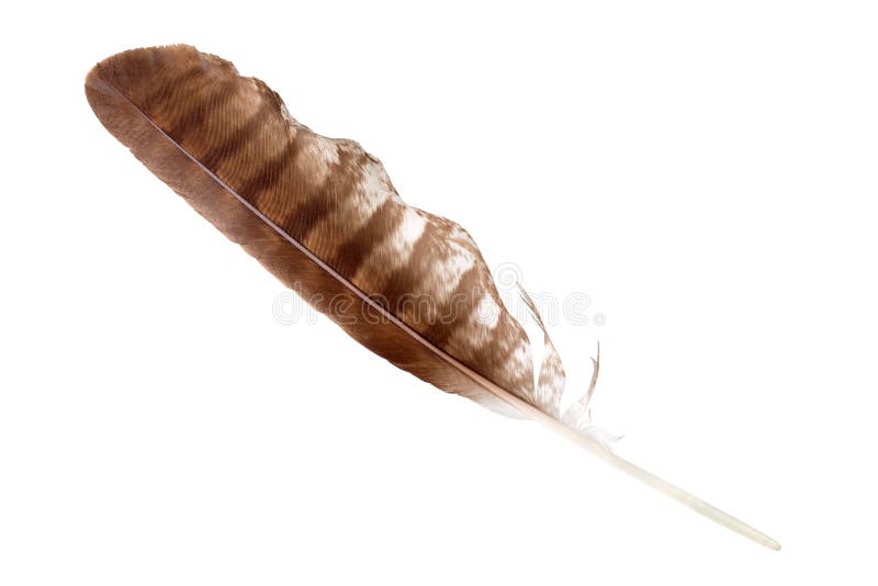 Brown striped flight feathers - Stock Image - C051/8324 - Science Photo  Library