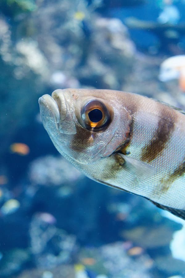 striped fish stock image. image of creature, diving