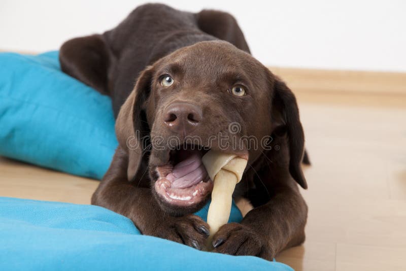 Brown Sweet Labrador Dog Lying Pillows Eating Bone Stock Photos Free