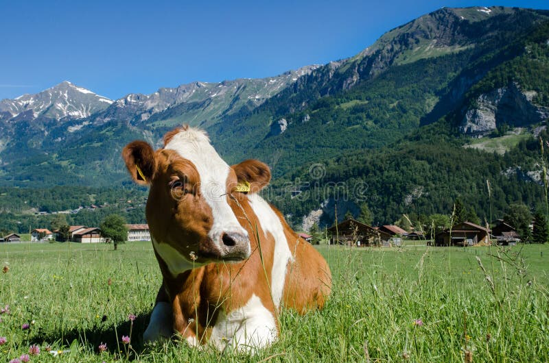 Brown swiss cow lies on green meadow with Alpine mountains background stock photography Brown swiss cow lies on green meadow with Alpine mountains background stock photography