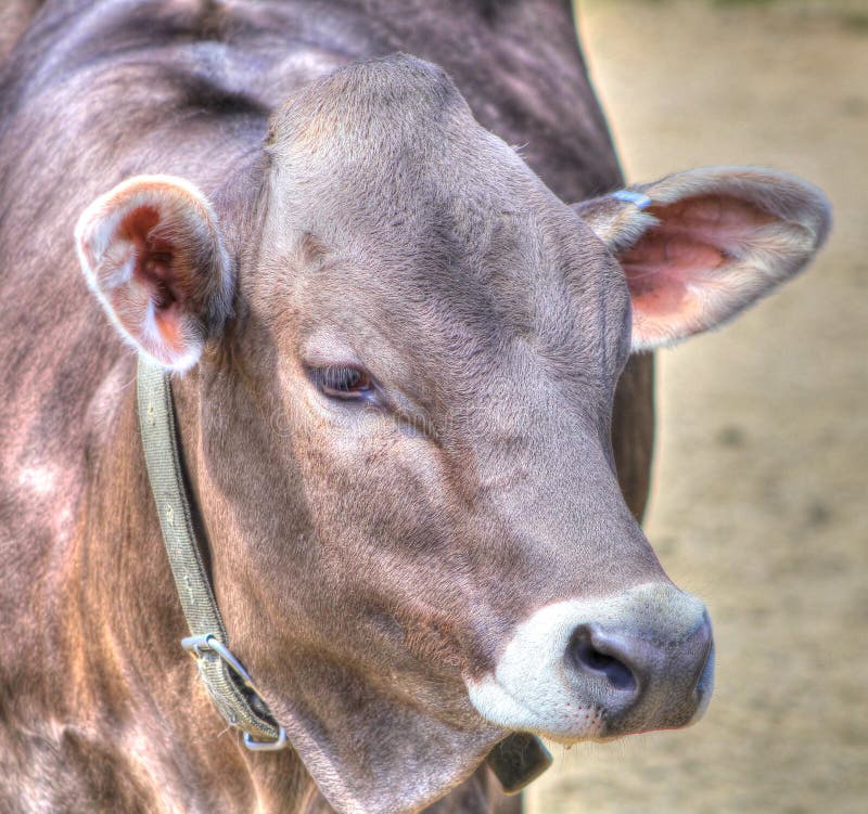 A close up image of a Brown Swiss dairy cow.