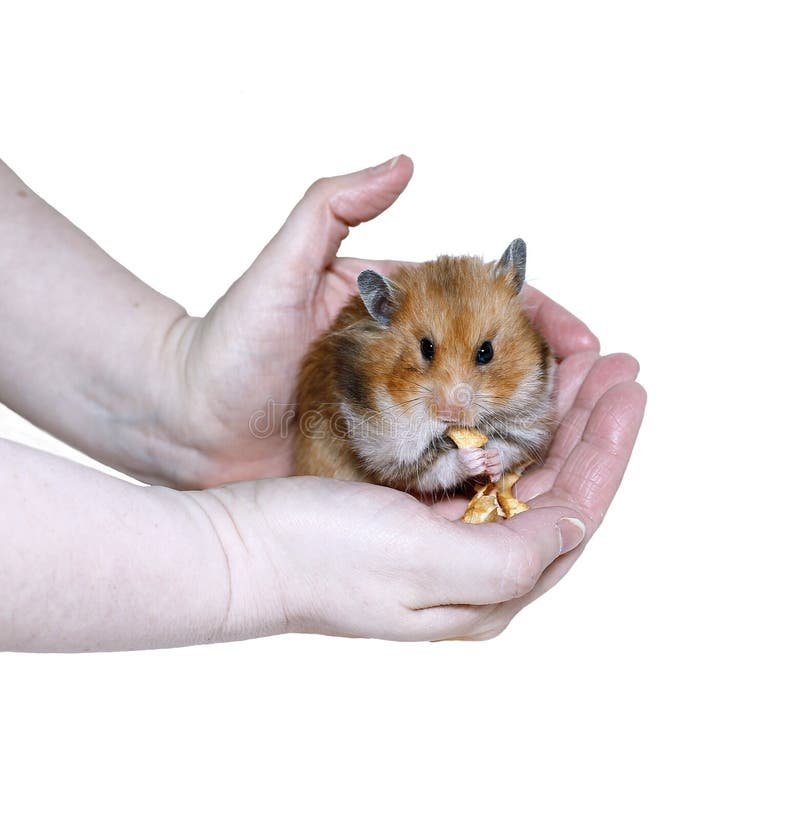 Brown Syrian hamster eating, stuffing food in cheeks stock photography Brown Syrian hamster eating, stuffing food in cheeks stock photography