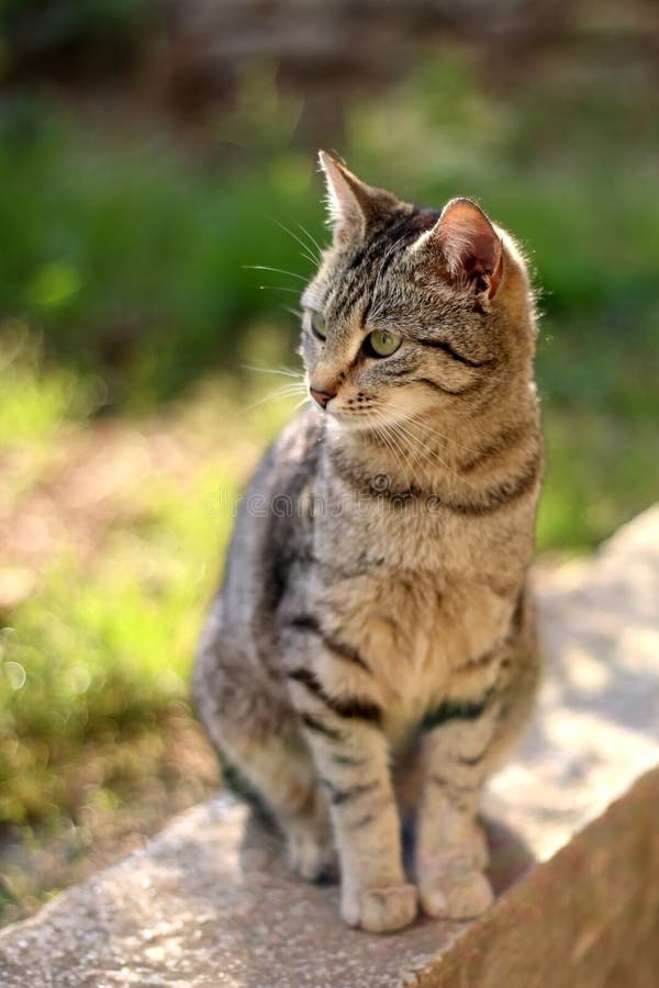 Brown Tabby Cat stock photo. Image of shallow, soil - 136822320 Brown Tabby Cat stock photo. Image of shallow, soil - 136822320