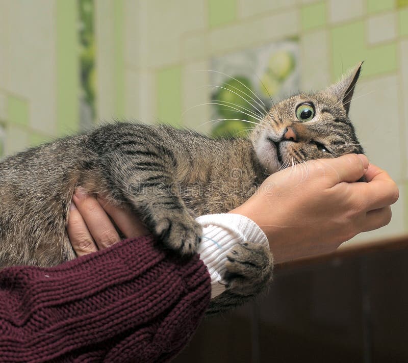 1,241 Crazy Cat Hair Stock Photos Free & RoyaltyFree Stock Photos