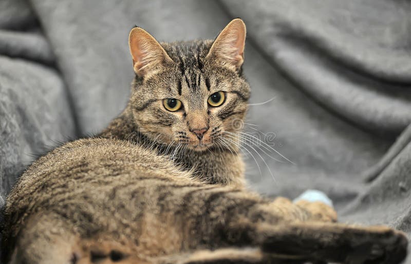 brown tabby british shorthair brown tabby british shorthair