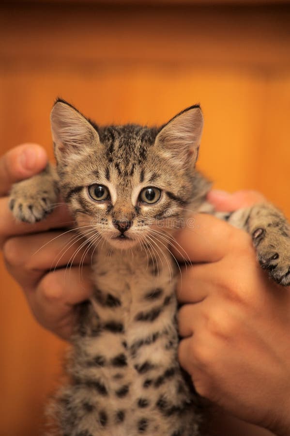 Brown Tabby Kitten with a Spotted Belly Stock Photo Image of amusing