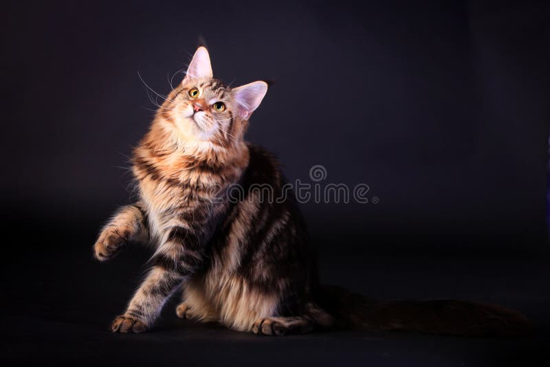Brown Tabby Maine Coon no preto fotografia de stock royalty free Brown Tabby Maine Coon no preto fotografia de stock royalty free