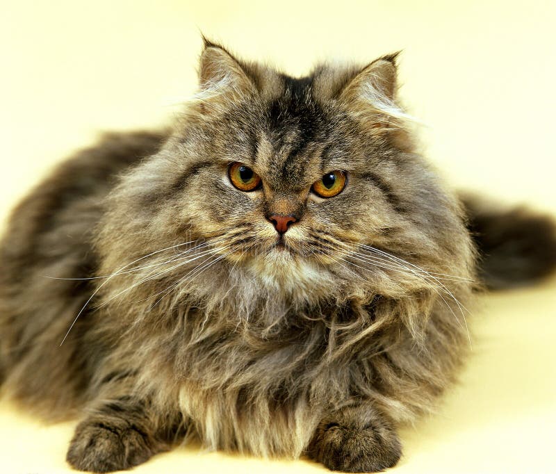 Brown Tabby Maine Coon Domestic Cat, Portrait of Cat Against Black ...