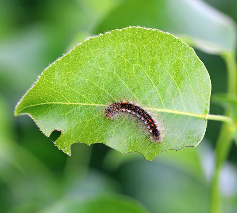 Browntail Moth Euproctis Chrysorrhoea Caterpillar on the Eaten Leaf of