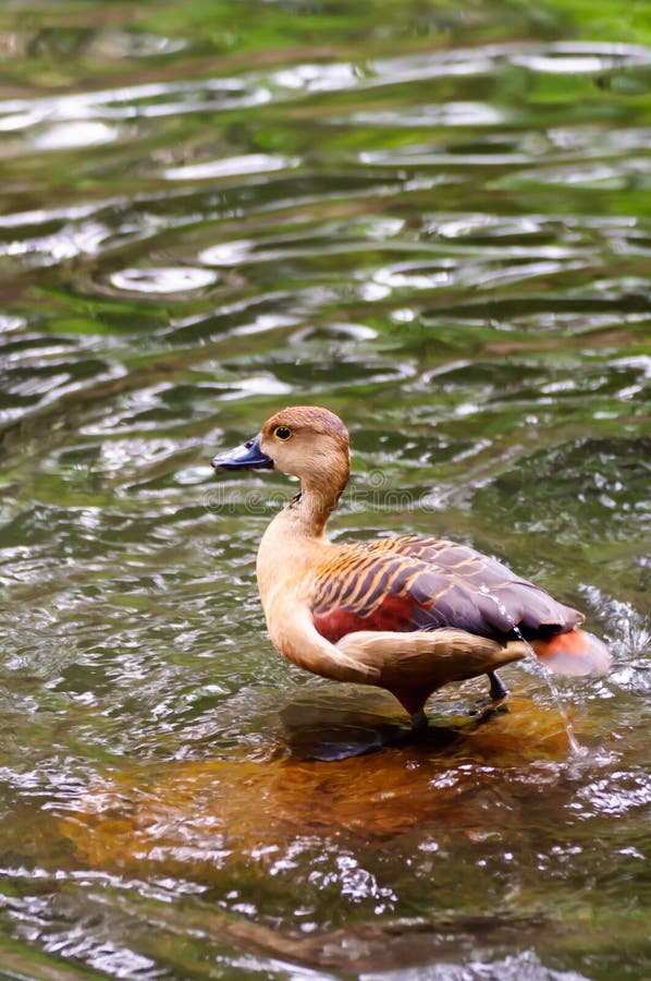 Brown teal duck standing in water