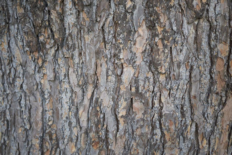 Cedrus deodara bark stock image