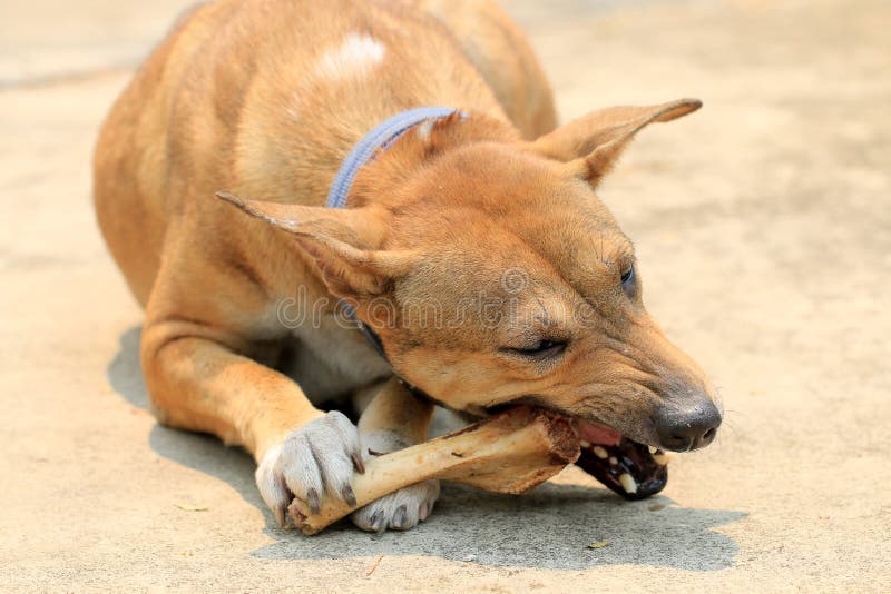 Can Dogs Eat Duck Bones