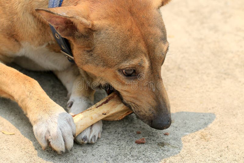Can Dogs Eat Duck Bones