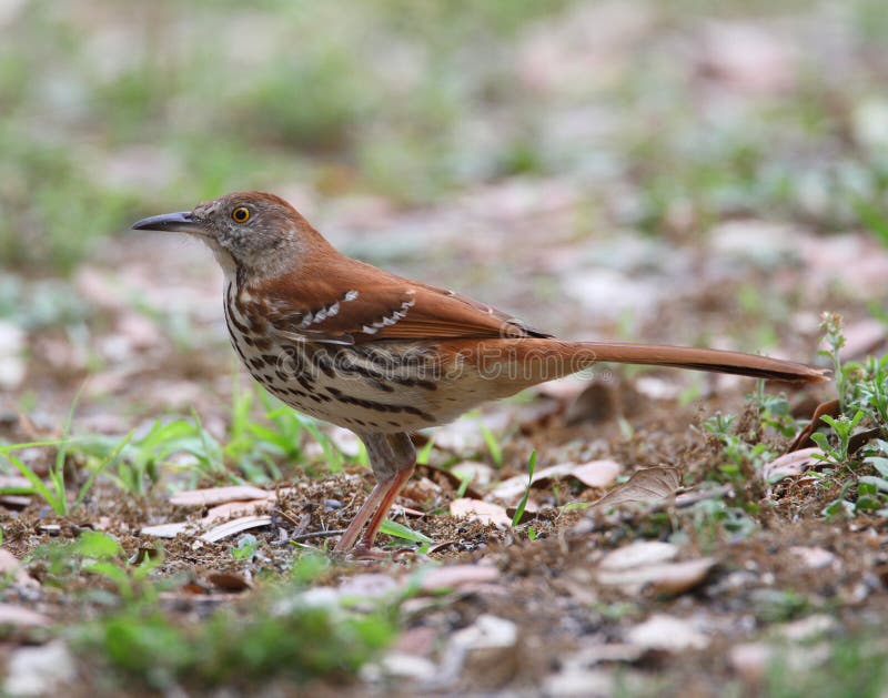 Brown Thrasher Flying Out of the Nest. Stock Photo - Image of rufum