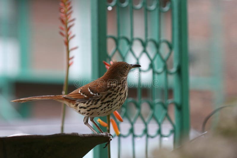 Brown Thrasher on bird bath at dusk