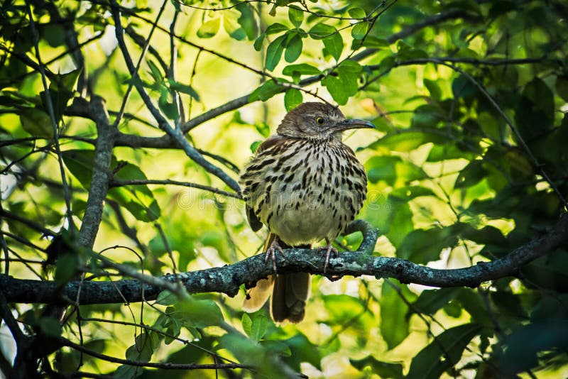 395 Brown Thrasher Photos - Free & Royalty-Free Stock Photos from