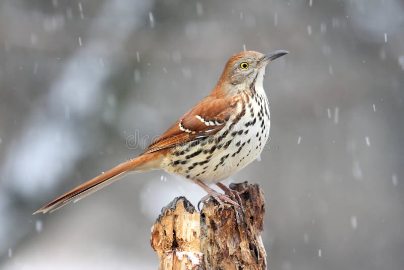 Brown Thrasher im Schnee lizenzfreies stockfoto Brown Thrasher im Schnee lizenzfreies stockfoto
