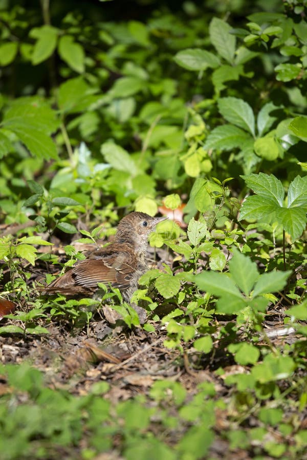 Brown Thrasher Juvenile stock photo. Image of juvenile - 213897776