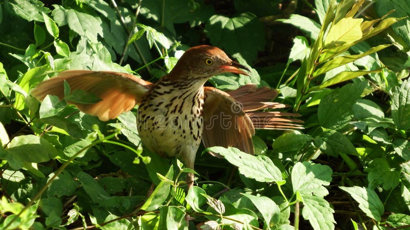 Brown Thrasher Protecting Her Nest Stock Photo - Image of south, bill