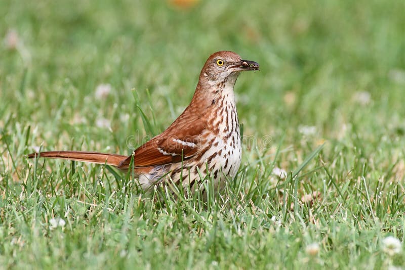 395 Brown Thrasher Photos - Free & Royalty-Free Stock Photos from
