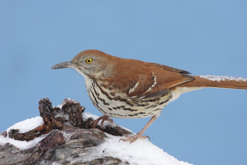 Brown Thrasher (Toxostoma rufum) in winter on a log covered with snow. Log animal stock images, royalty-free photos and pictures