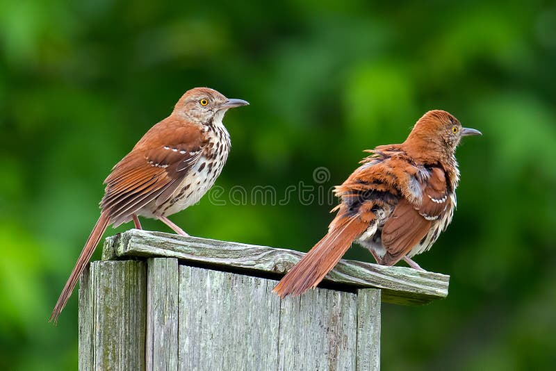 Brown Thrashers Near the Nest. Stock Image - Image of feeding, thrasher