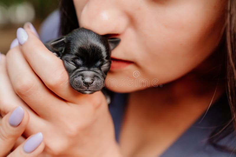 CHIHUAHUA PUPPY GLOSSY POSTER PICTURE PHOTO dog baby puppies cute pet sweet 720