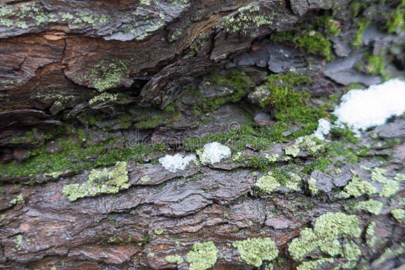 Brown tree bark with moss, lichen and snow in winter