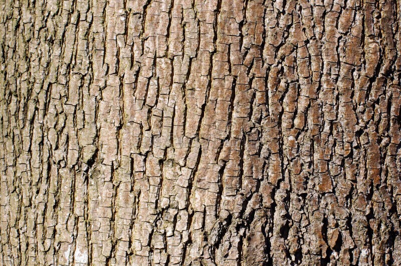 Brown tree bark texture in landscape orientation royalty free stock photography