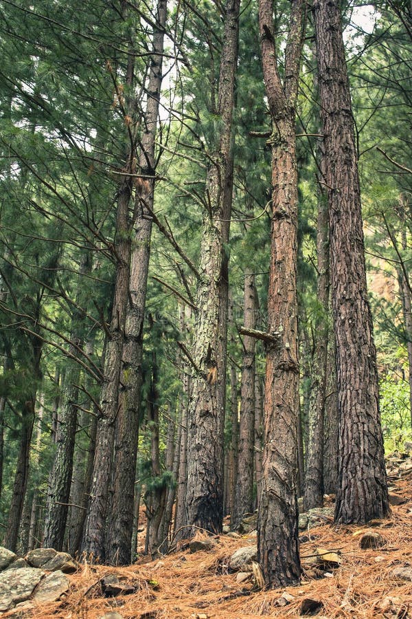 Brown Tree pines Forest stock photo. Image of leaves 36546722