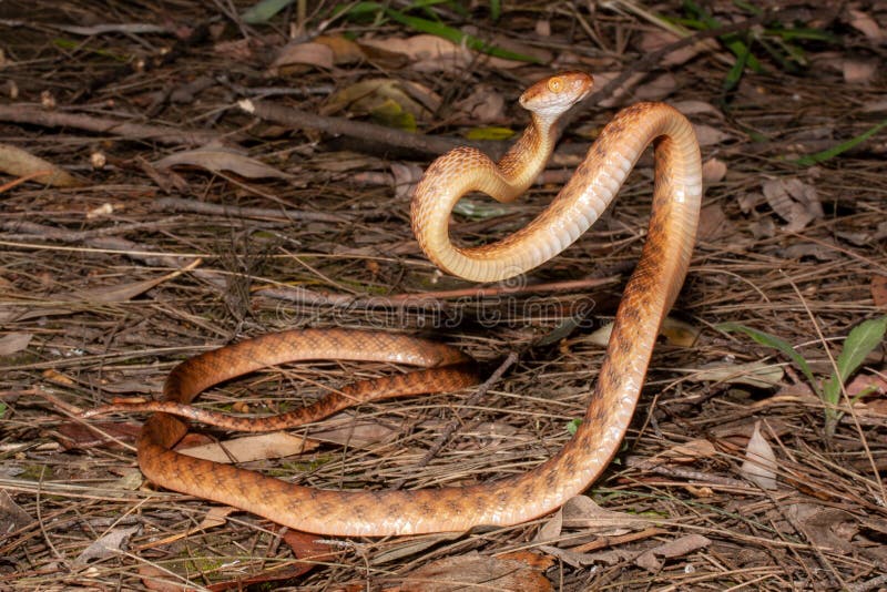 Brown Tree Snake stock image. Image of venomous, colubrid 223468243