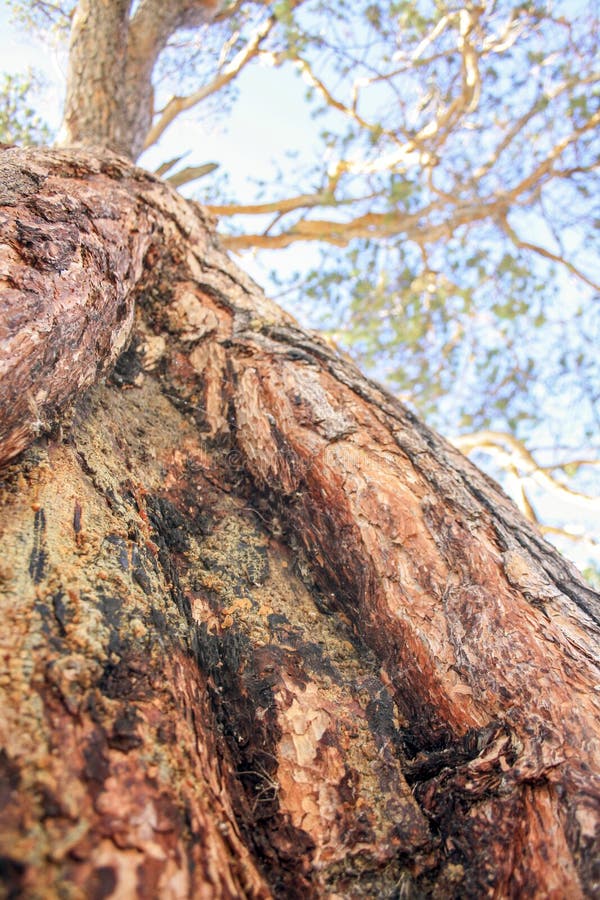 Brown tree trunk closeup. The branches of a coniferous tree in the sky. Suitable for background. Selective focus royalty free stock photography Brown tree trunk closeup. The branches of a coniferous tree in the sky. Suitable for background. Selective focus royalty free stock photography
