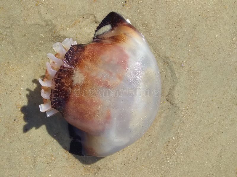 Brown jellyfish stock photo. Image of glowing, deep, dark 14948114