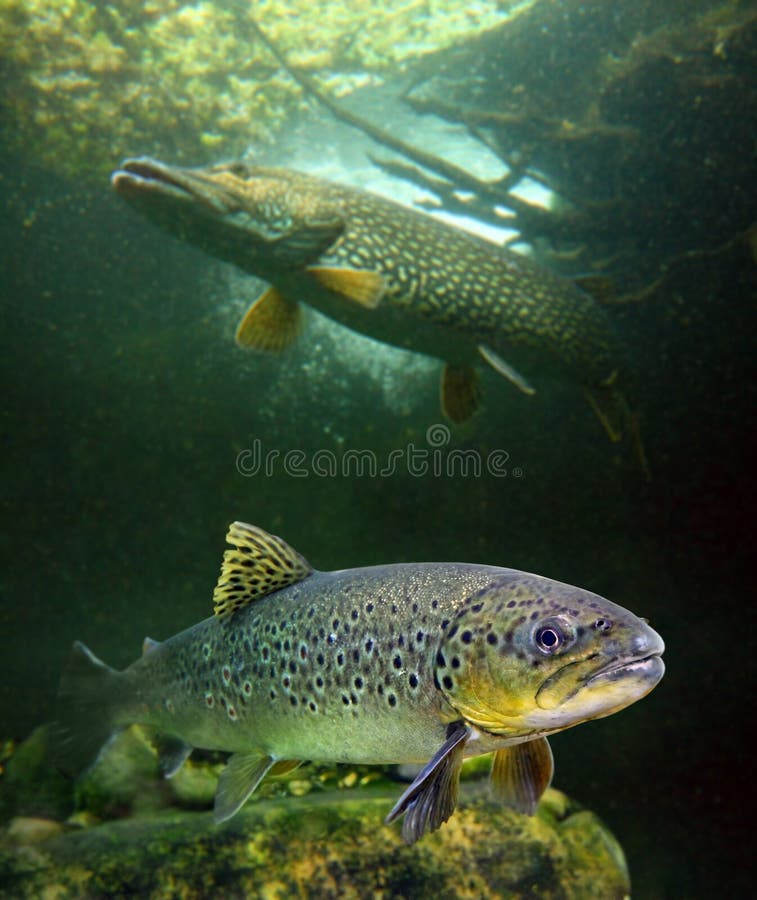 The brown trout (Salmo trutta) and a big pike (Esox lucius) in a mountain lake. Close up with shallow DOF. The brown trout (Salmo trutta) and a big pike (Esox lucius) in a mountain lake. Close up with shallow DOF.