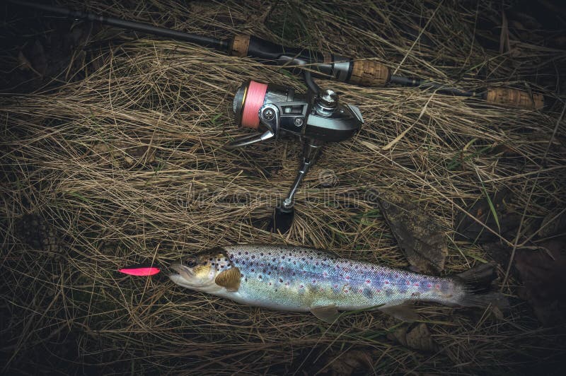 Brown Trout Caught on Spinning Stock Image Image of bait, seafood 190042713