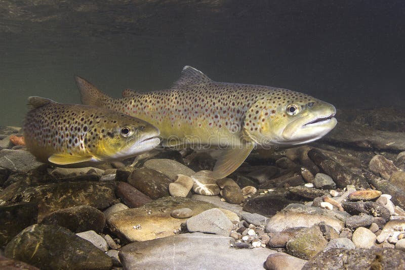 Brown trout Salmo trutta preparing for spawning stock photography