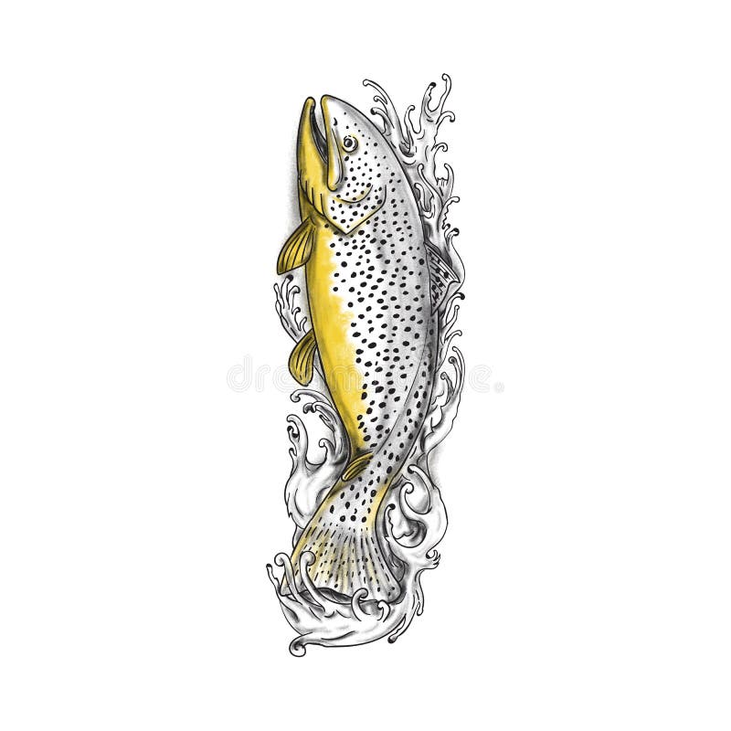 Brown Trout Stock Illustrations – 1,301 Brown Trout Stock