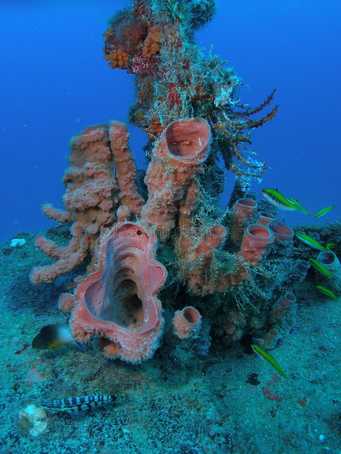 Brown Tube Sponge