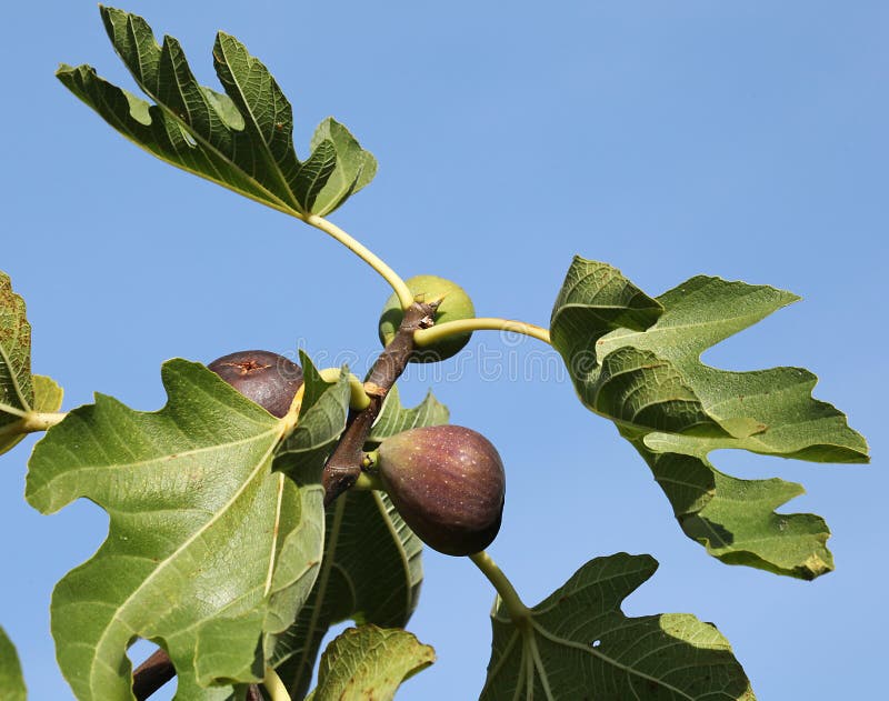 Brown Turkey` Figs in the Tree Stock Image Image of turkey, leaf