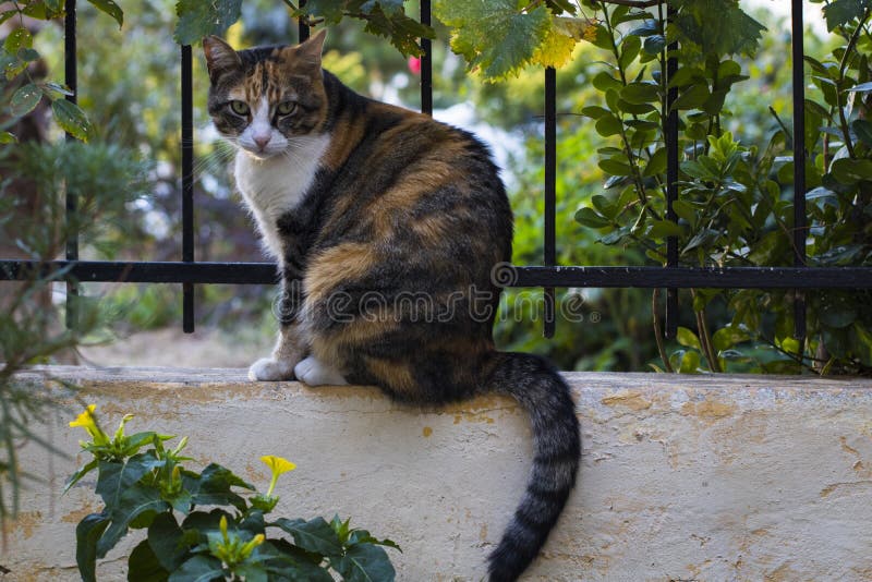 Brown und gelbe Katze hockten auf dem Gartenzaun lizenzfreies stockbild Brown und gelbe Katze hockten auf dem Gartenzaun lizenzfreies stockbild
