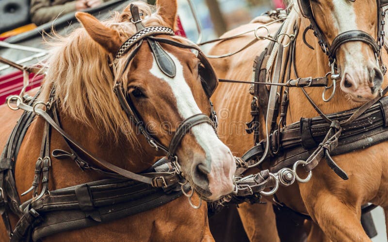 Brown- und Schimmelskopf, der Wagen zieht stockbilder Brown- und Schimmelskopf, der Wagen zieht stockbilder