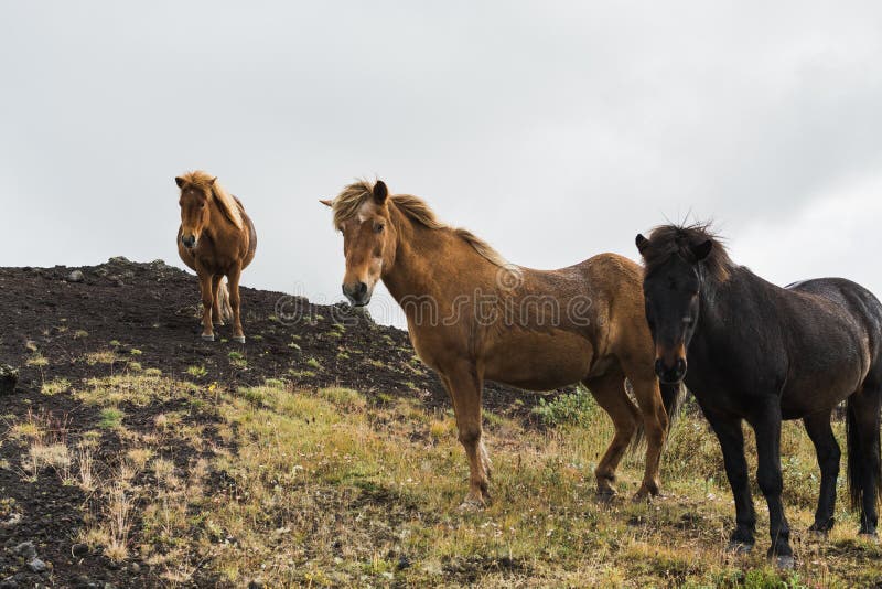 Brown und schwarze isländische Pferde, die auf dem Moos bedeckten Hügel, Island stehen lizenzfreie stockfotografie Brown und schwarze isländische Pferde, die auf dem Moos bedeckten Hügel, Island stehen lizenzfreie stockfotografie