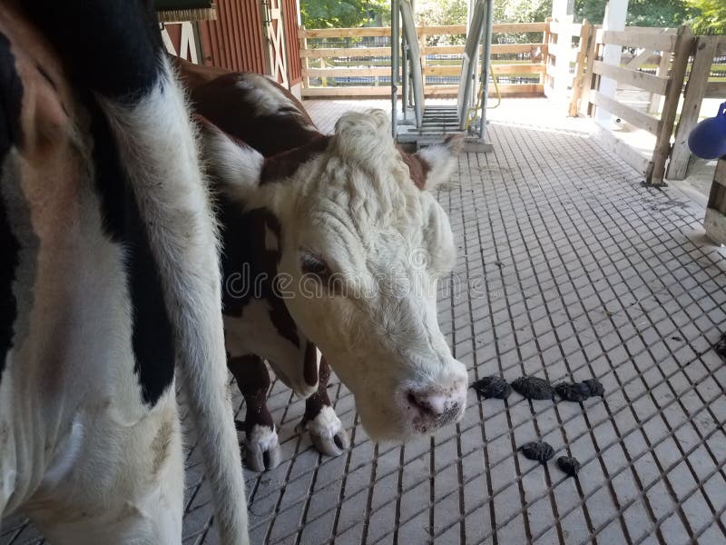  Brown und weiße Kuh mit Stern auf grauem Zement stockfotos