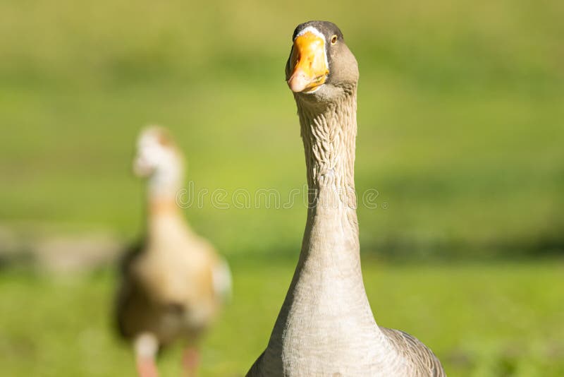 Brown upland goose in front of the camera
